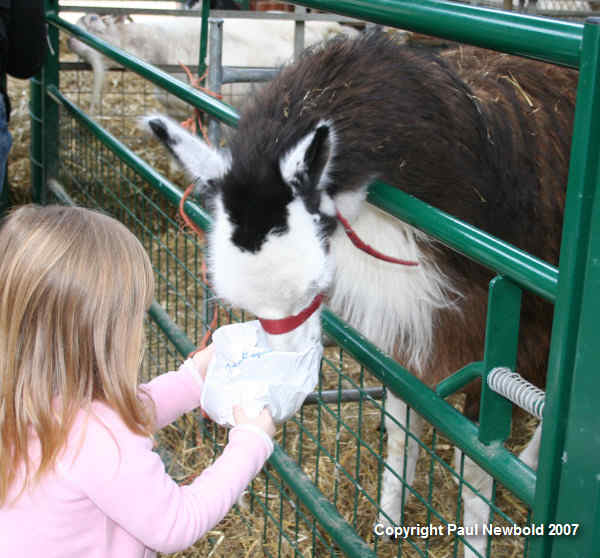 child feeding alpaca